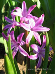 Гиацинт <br />Garden Hyacinth<br />