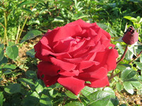 Первая роза <br />First Rose<br />