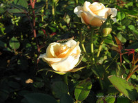 Розы <br />Roses<br />
