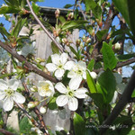 Вишня цветёт<br />Blooming Cherry-tree<br />