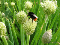 Лук-батун и шмель <br />Welsh Onion And A Bumblebee