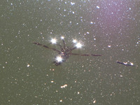 Созвездие Гладыша <br />Backswimmer Constellation
