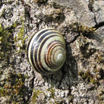 Улитка <br />Snail