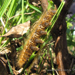 Гусеница <br />A Caterpillar