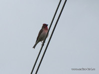 Чечевица <br />Common Rosefinch