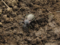 Жужелица <br />A Ground Beetle