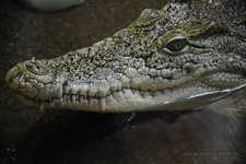 Нильский крокодил <br />Nile Crocodile<br />