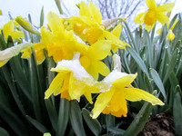 Нарциссы в снегу <br />Daffodils In Snow
