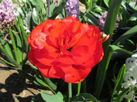 Тюльпан махровый <br />Double Tulip