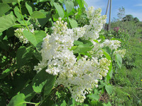 Белая сирень <br />White Lilacs