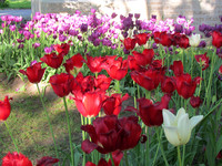 Тюльпаны в тени? <br />Tulips In Shadow?