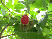 Первая малина <br />First Raspberries