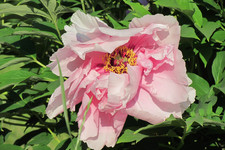 Пион древовидный <br />Tree Peony