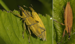 Фрачник обыкновенный <br />Yellow Weevil