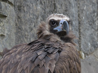 Чёрный гриф <br />Cinereous Vulture