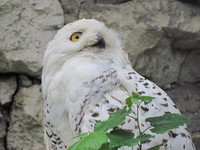 Белая сова <br />Polar Owl