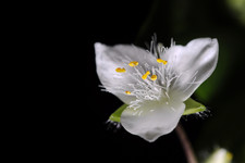 Цветок традесканции <br />Spiderwort's Flower