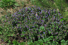 Медуница <br />Pulmonaria