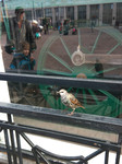 Птичка в большом городе <br />A Bird In a City