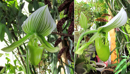 Пафиопедилюм Мауди <br />Paphiopedilum Maudiae