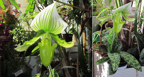 Пафиопедилюм Мауди <br />Paphiopedilum Maudiae