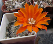 Rebutia minuscula <br />-