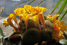 Rebutia sp. <br />-