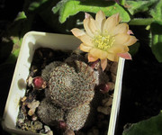 Rebutia cv. “Sunrise” <br />-