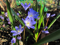 Хионодокса “Blue Giant” <br />Chionodoxa