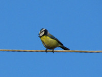 Лазоревка <br />Blue Tit