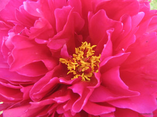 Пионы <br />Peonies