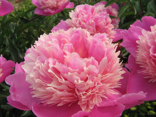 Пионы <br />Peonies