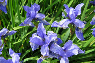 Сибирские ирисы <br />Siberian Iris