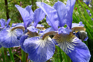 Сибирские ирисы <br />Siberian Iris