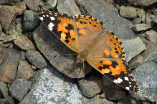 Репейница <br />Painted Lady