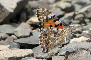 Репейница <br />Painted Lady