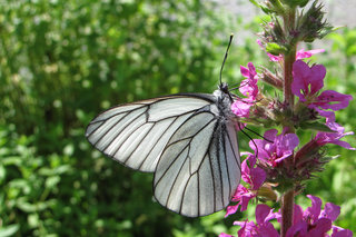 Боярышница <br />Black-veined White