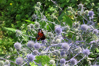 Павлиний глаз <br />Peacock Butterfly