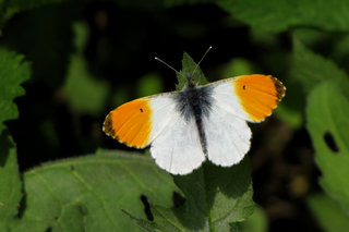 Зорька <br />Orange Tip