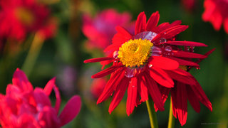 Пиретрум <br />Pyrethrum
