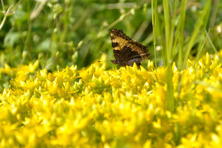 Крапивница <br />Small Tortoiseshell