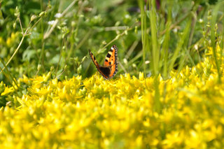 Крапивница <br />Small Tortoiseshell