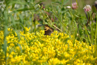 Крапивница <br />Small Tortoiseshell