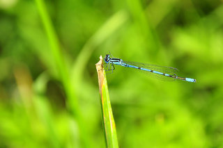 Стрелка машет нам лапой <br />A Bluet Waves Its Leg