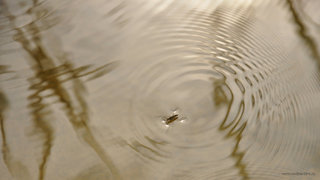 Водомерка и круги <br />A Water Strider And Water Circles