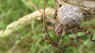 Крестовик четырёхпятнистый <br />Four-spot Orb-weaver