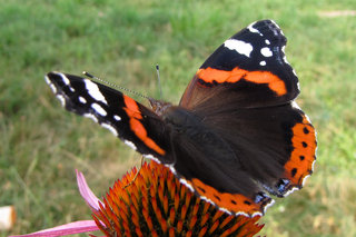 Адмирал <br />Red Admiral