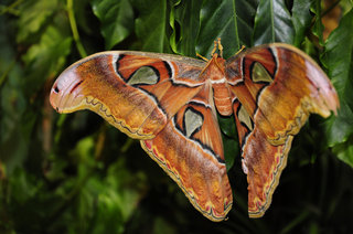 Очень большая бабочка <br />A Very Large Moth