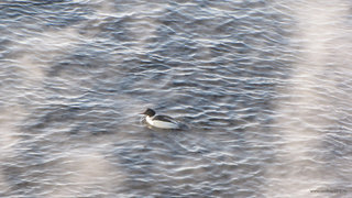 Птичка в тумане <br />A Bird In The Fog