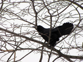 Ранний грач <br />Early Rook